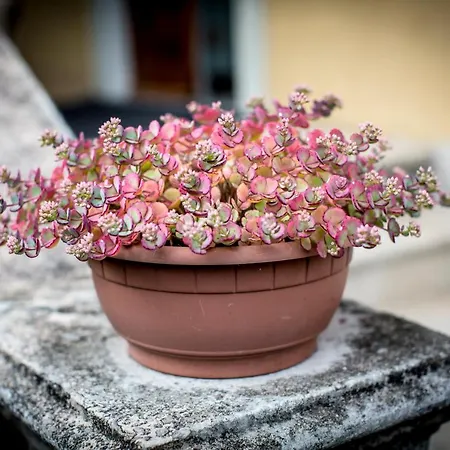 Casa Franca Appartamento *