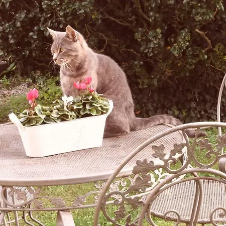 Casa Franca Appartamento Pettenasco